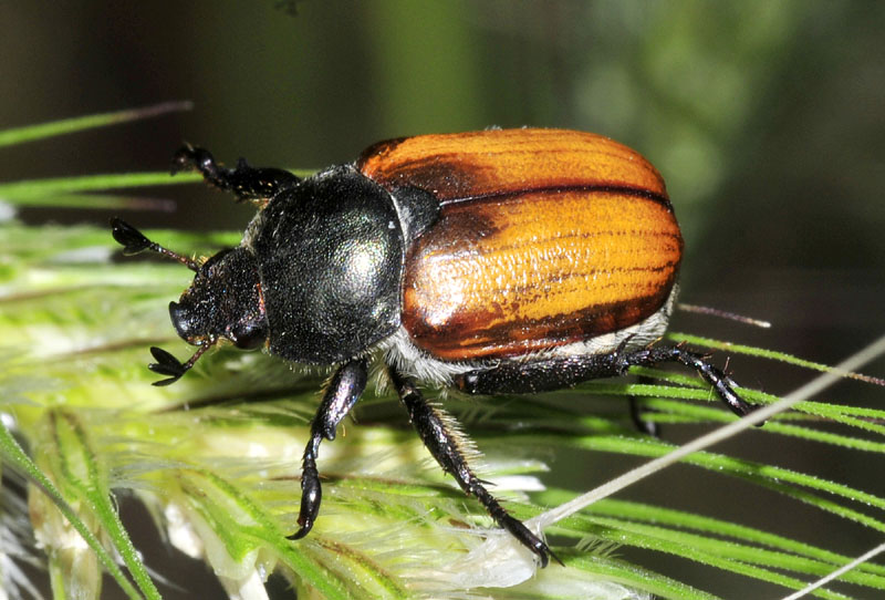 Anisoplia cfr. monticola, Rutelidae